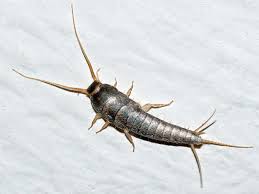 Well you're in luck, because here they come. Silverfish Wikipedia