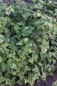 Image result for Fagopyrum