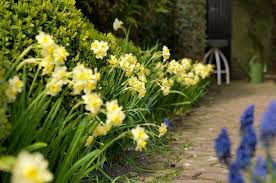 Narcissus Minnow Daffodil Minnow Tazetta Daffodil Minnow Spring Bulbs Spring Flowers Tazetta Daffodils Miniature Daffod Daffodils Narcissus Yellow Cups