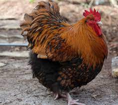 If you have any questions regarding these gold laced orpington's or eggs, or would like advice in general on chickens please do not hesitate to contact us. Color Standard And Origin Of The Variety Gold Laced Orpingtons