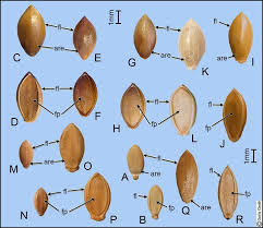 Image result for Urochloa dictyoneura