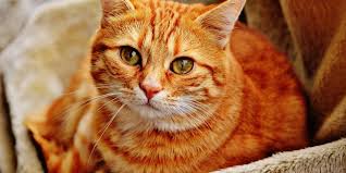 Quels sont les prenomes les plus populaires ou les. Les Animaux De Compagnie Et Animaux Domestiques A La Maison