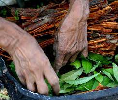 Ayahuasca S Legal Status Ayahuasca Defense Fund Iceers