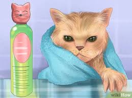 Kedi Nasil Yikanir Resimlerle Wikihow