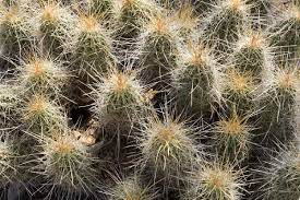 Estás tranquilamente extrayendo tu cactus de la maceta o regando, y no te una vez lo tengas, simplemente tienes que coger la espina con las pinzas y tirar para afuera; áˆ Como Sacar Espinas De Cactus Paso A Paso