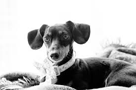 Olive The Daschund Animal Crackers Olive The Other Reindeer I Love Dogs