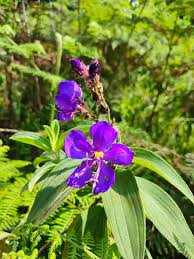 Image result for Dissotis princeps