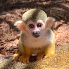 Prices, facts, pocket & tumb baby finger monkeys. Squirrel Monkeys For Sale
