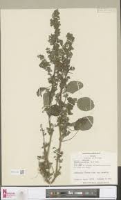 Image result for Cantinoa americana