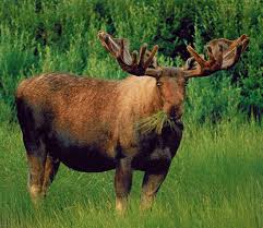 Wilderness, wildlife, glacier experience from. Alaska Wildlife Conservation Center Portage Alaska Org