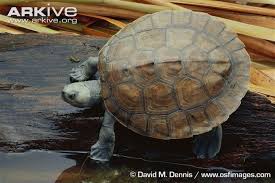 Pin On Turtles