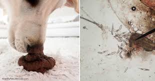 Jul 17, 2021 · how bad is giardia for your dog? Persistent Gi Distress Rule Out This Root Cause