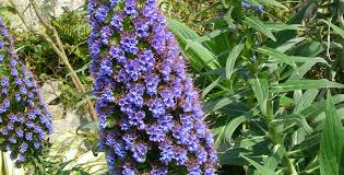 Image result for Echium