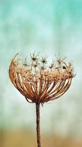 Dry Dandelion Flower Portrait 1080x1920 Wallpaper Dandelion Flower Beautiful Nature Wallpaper Flowers