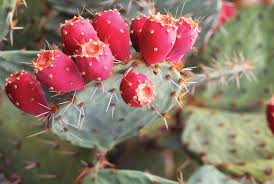 Many of these characteristics lend themselves well. Cactus Description Distribution Family Facts Britannica
