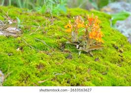 Image result for Habenaria attenuata