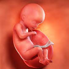 18 Weeks Pregnant Baby Development Symptoms Signs Week By Week