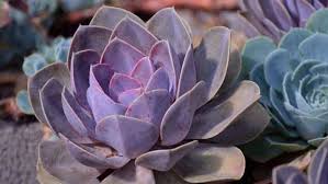 Jul 03, 2021 · there are three methods for propagating succulents: How To Propagate Succulents With Honey The Right Way