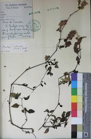 Image result for Phaulopsis imbricata