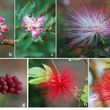 Image result for Calliandra brevipes