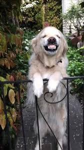 Smiling dog put his tongue showing white teeth and lying on green grass. Vt Dog Smiles With Teeth Facebook