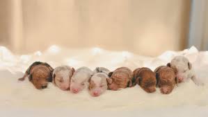 Browse thru our id verified puppy for sale listings to find your perfect puppy in your area. Pin On Goldendoodles