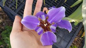 Image result for Indigofera roseo-caerulea