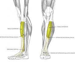 The leg muscles diagram, will point out if the issue is with any tissue or with the bone. Muscles Of The Leg And Foot Classic Human Anatomy In Motion The Artist S Guide To The Dynamics Of Figure Drawing