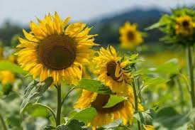 Untuk lirik lagunya mari lihat langsung berikut dibawah ini. Bunga Matahari Sunflowers Steemit