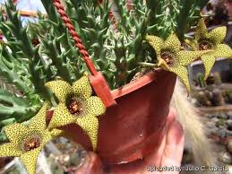 Image result for Orbea caudata