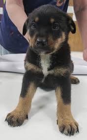 Rotterman puppies with their mother. Merida S Web Page