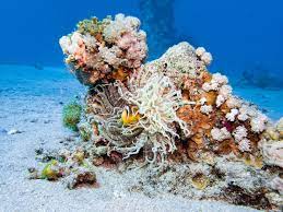 Wild dive eilat is one of israel's leading dive safari companies and also offers a range of desert tours in and around eilat. Scuba Diving In Eilat A Paradise For Divers In The Red Sea