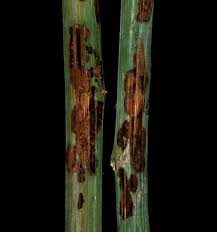 Image result for Raspberry spur blight