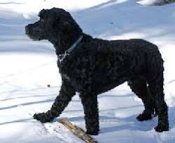 Either the hair is found in tight curls or it is wavy portuguese water dogs are intelligent, independent, and highly active. Portuguese Water Dog Could This Be The Dog Breed For You