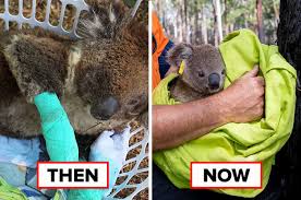 Hospitalised Koalas Are Being Released Back To The Bush Following ...