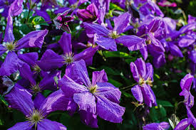 Very free flowering and flowers keep shape well. Plant Of The Week Clematis Tyne Valley Garden Centre