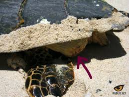 Habitat:hawksbills frequent rocky areas, coral reefs, shallow coastal areas, lagoons or oceanic islands, and narrow creeks and passes. Endangered Sea Turtle Monitoring Explained Wildlife Act