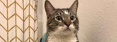 Maybe you would like to learn more about one of these? How To Kitten Proof Your House Petsmart
