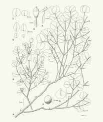 Image result for Lijndenia sp. cf barteri