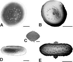 Image result for Isoglossa gregorii