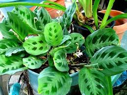 Be sure the plant is sitting on the pebbles and not in the water. Pin On Garden