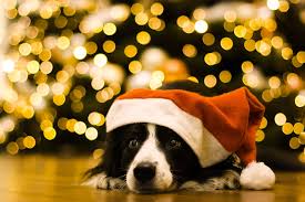 Choose from a curated selection of christmas wallpapers for your mobile and desktop screens. 53 Christmas Dog Desktop Wallpaper On Wallpapersafari