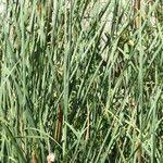 Image result for Typha capensis