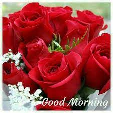 The flowers are special, they are a symbol, each one is different in shape and color and each has a different meaning. Good Morning Rose Flower 720x720 Wallpaper Teahub Io
