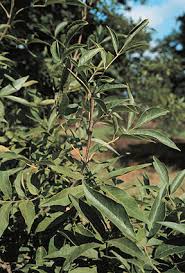 Image result for Fraxinus velutina