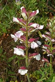 Image result for Acanthus mayaccanus