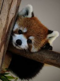 Cute Animals Keyboard Symbols Cute Animals In Australia Cute Animals Cute Baby Animals Cute Animal Pictures