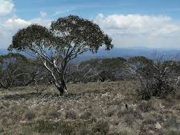 Image result for Iphigenia pauciflora