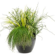 Image result for Isolepis sp.no.1