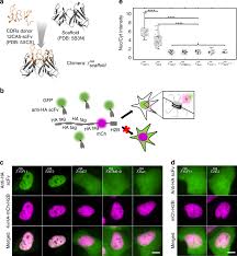 There is no external sonar box required for installation, allowing for the. A Genetically Encoded Probe For Imaging Nascent And Mature Ha Tagged Proteins In Vivo Nature Communications